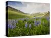 Lupines in Bloom and Rainbow After Rain, Bighorn Mountains, Wyoming, USA-Larry Ditto-Stretched Canvas