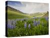 Lupines in Bloom and Rainbow After Rain, Bighorn Mountains, Wyoming, USA-Larry Ditto-Stretched Canvas
