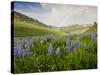 Lupines in Bloom and Rainbow After Rain, Bighorn Mountains, Wyoming, USA-Larry Ditto-Stretched Canvas