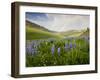 Lupines in Bloom and Rainbow After Rain, Bighorn Mountains, Wyoming, USA-Larry Ditto-Framed Premium Photographic Print