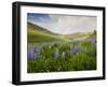 Lupines in Bloom and Rainbow After Rain, Bighorn Mountains, Wyoming, USA-Larry Ditto-Framed Premium Photographic Print