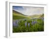 Lupines in Bloom and Rainbow After Rain, Bighorn Mountains, Wyoming, USA-Larry Ditto-Framed Premium Photographic Print