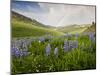 Lupines in Bloom and Rainbow After Rain, Bighorn Mountains, Wyoming, USA-Larry Ditto-Mounted Premium Photographic Print