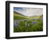 Lupines in Bloom and Rainbow After Rain, Bighorn Mountains, Wyoming, USA-Larry Ditto-Framed Photographic Print