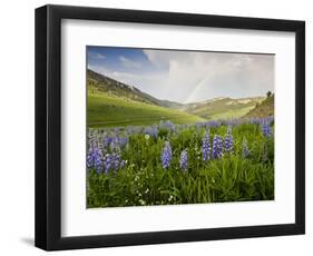 Lupines in Bloom and Rainbow After Rain, Bighorn Mountains, Wyoming, USA-Larry Ditto-Framed Photographic Print