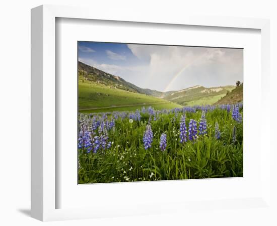 Lupines in Bloom and Rainbow After Rain, Bighorn Mountains, Wyoming, USA-Larry Ditto-Framed Photographic Print