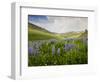 Lupines in Bloom and Rainbow After Rain, Bighorn Mountains, Wyoming, USA-Larry Ditto-Framed Photographic Print