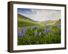 Lupines in Bloom and Rainbow After Rain, Bighorn Mountains, Wyoming, USA-Larry Ditto-Framed Photographic Print