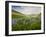 Lupines in Bloom and Rainbow After Rain, Bighorn Mountains, Wyoming, USA-Larry Ditto-Framed Photographic Print