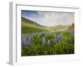Lupines in Bloom and Rainbow After Rain, Bighorn Mountains, Wyoming, USA-Larry Ditto-Framed Photographic Print
