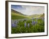 Lupines in Bloom and Rainbow After Rain, Bighorn Mountains, Wyoming, USA-Larry Ditto-Framed Photographic Print