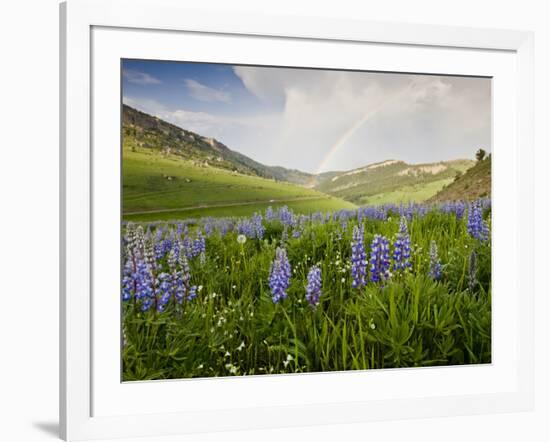 Lupines in Bloom and Rainbow After Rain, Bighorn Mountains, Wyoming, USA-Larry Ditto-Framed Photographic Print