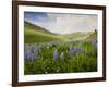 Lupines in Bloom and Rainbow After Rain, Bighorn Mountains, Wyoming, USA-Larry Ditto-Framed Photographic Print