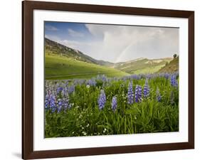 Lupines in Bloom and Rainbow After Rain, Bighorn Mountains, Wyoming, USA-Larry Ditto-Framed Photographic Print