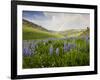 Lupines in Bloom and Rainbow After Rain, Bighorn Mountains, Wyoming, USA-Larry Ditto-Framed Photographic Print