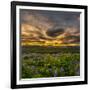 Lupines, Myrdalssandur, South Coast, Iceland-Ragnar Th Sigurdsson-Framed Photographic Print