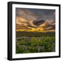 Lupines, Myrdalssandur, South Coast, Iceland-Ragnar Th Sigurdsson-Framed Photographic Print