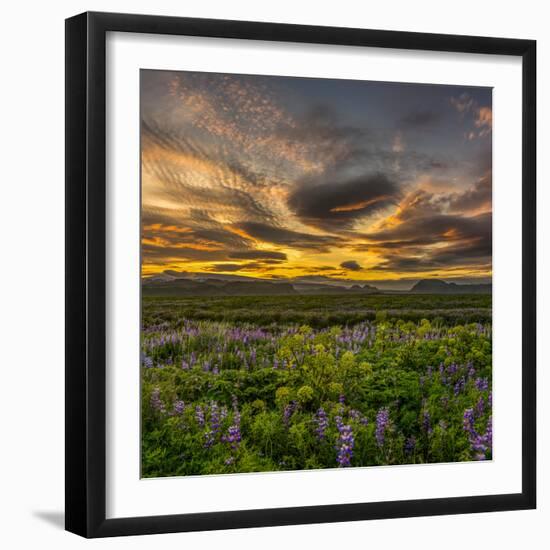 Lupines, Myrdalssandur, South Coast, Iceland-Ragnar Th Sigurdsson-Framed Photographic Print