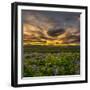 Lupines, Myrdalssandur, South Coast, Iceland-Ragnar Th Sigurdsson-Framed Photographic Print