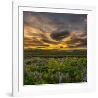 Lupines, Myrdalssandur, South Coast, Iceland-Ragnar Th Sigurdsson-Framed Photographic Print