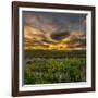 Lupines, Myrdalssandur, South Coast, Iceland-Ragnar Th Sigurdsson-Framed Photographic Print