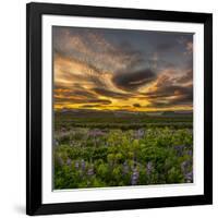 Lupines, Myrdalssandur, South Coast, Iceland-Ragnar Th Sigurdsson-Framed Photographic Print