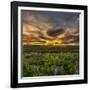 Lupines, Myrdalssandur, South Coast, Iceland-Ragnar Th Sigurdsson-Framed Photographic Print