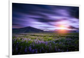 Lupines, Myrdalssandur, South Coast, Iceland-Ragnar Th Sigurdsson-Framed Photographic Print