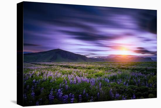 Lupines, Myrdalssandur, South Coast, Iceland-Ragnar Th Sigurdsson-Stretched Canvas