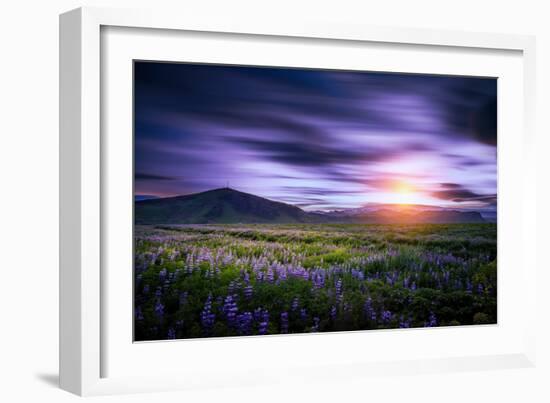 Lupines, Myrdalssandur, South Coast, Iceland-Ragnar Th Sigurdsson-Framed Photographic Print