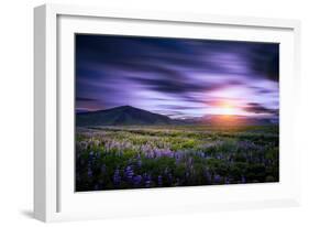 Lupines, Myrdalssandur, South Coast, Iceland-Ragnar Th Sigurdsson-Framed Photographic Print