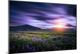 Lupines, Myrdalssandur, South Coast, Iceland-Ragnar Th Sigurdsson-Mounted Photographic Print