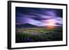 Lupines, Myrdalssandur, South Coast, Iceland-Ragnar Th Sigurdsson-Framed Photographic Print