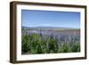 Lupines on Kachemak Bay-Latitude 59 LLP-Framed Photographic Print