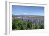 Lupines on Kachemak Bay-Latitude 59 LLP-Framed Photographic Print