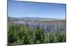 Lupines on Kachemak Bay-Latitude 59 LLP-Mounted Photographic Print