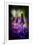 Lupines-Ursula Abresch-Framed Photographic Print