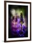 Lupines-Ursula Abresch-Framed Photographic Print