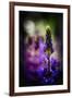 Lupines-Ursula Abresch-Framed Photographic Print