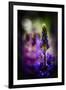 Lupines-Ursula Abresch-Framed Photographic Print