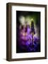 Lupines-Ursula Abresch-Framed Photographic Print