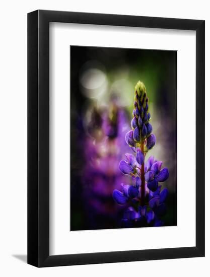 Lupines-Ursula Abresch-Framed Photographic Print