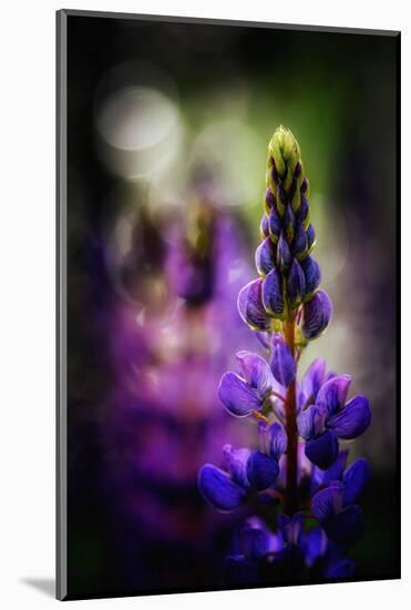 Lupines-Ursula Abresch-Mounted Photographic Print