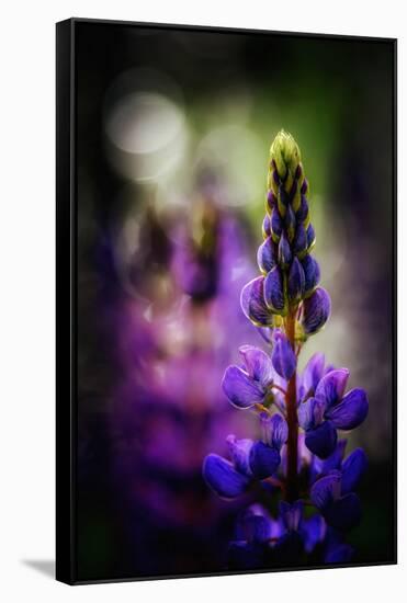 Lupines-Ursula Abresch-Framed Stretched Canvas