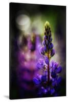 Lupines-Ursula Abresch-Stretched Canvas