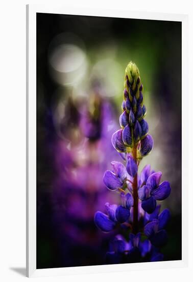 Lupines-Ursula Abresch-Framed Photographic Print