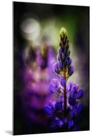 Lupines-Ursula Abresch-Mounted Premium Photographic Print