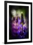 Lupines-Ursula Abresch-Framed Photographic Print