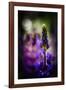 Lupines-Ursula Abresch-Framed Photographic Print