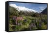 Lupins and Mount Cook, Mount Cook Village, Mount Cook National Park-Stuart Black-Framed Stretched Canvas